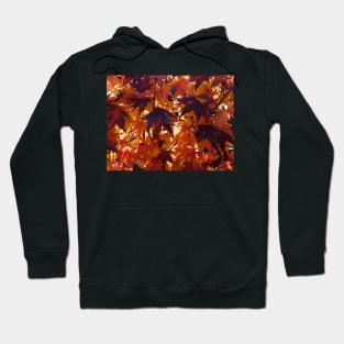 Red Autumn leaves backlit by the rising sun Hoodie